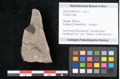 Foto (Objekt + Etikett) von Plantae indet.  (NHMW-GEO-2024-0188-6679)